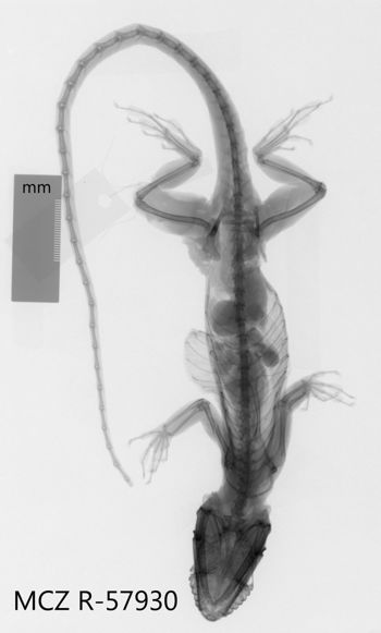 Media type: image;   Herpetology R-57930 Aspect: dorsoventral x-ray